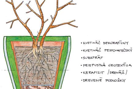 Presádzanie fikusu do väčšieho kvetináča