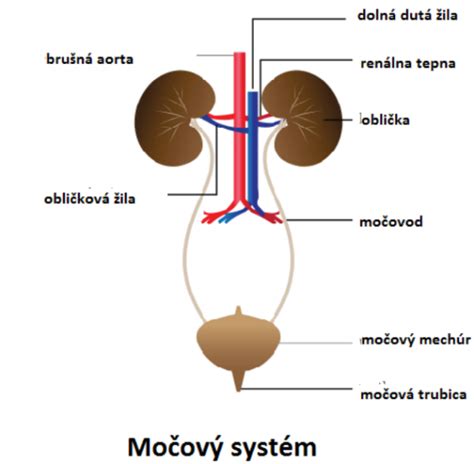Schéma močových ciest