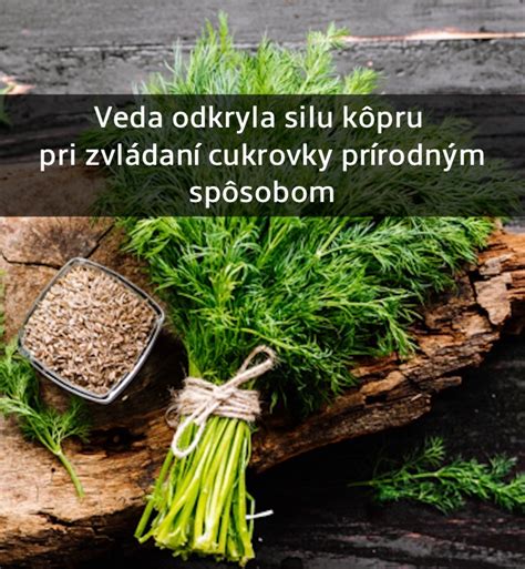Ilustrácia kôpru voňavého