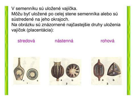 Schéma vývoja vajíčka a zárodočného mieška