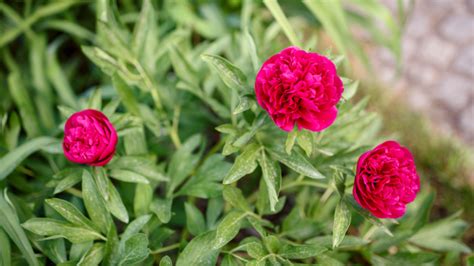 štruktúra kvetu pivonky lekárskej