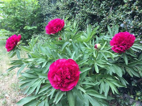 korene pivonky lekárskej