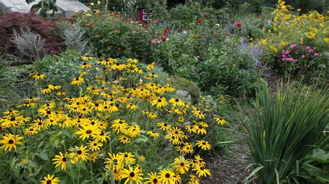 Farebné trvalky v záhradnom záhone