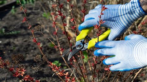 Rôzne druhy kvitnúcich kríkov