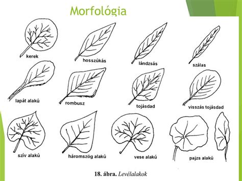 Morfológia švába