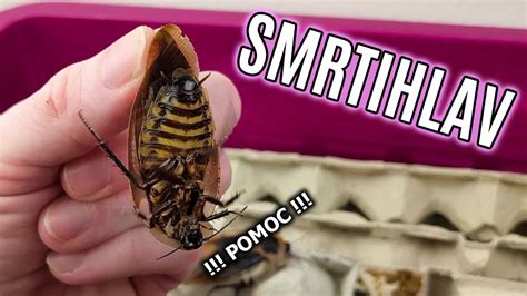 Šváb Smrtihlav