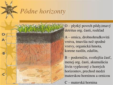 Pôdny profil s ílovitou vrstvou