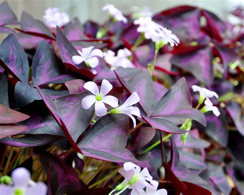 Ilustrácia listov Oxalis Triangularis