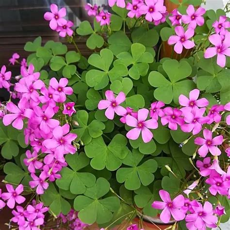Ilustrácia správneho polievania Oxalis