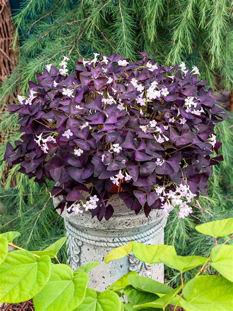 Obrázok Oxalis Triangularis s kvetmi