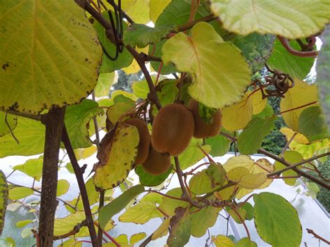 Pestovanie kiwi na pergole