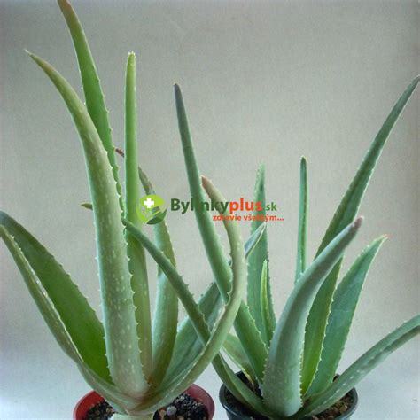 Aloe vera v kvetináči na okne