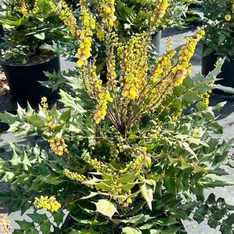 Mahonia x media 'Winter Sun' v plnom kvete