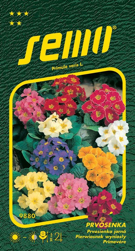 Rozmanitosť farieb kvetov Alyssum