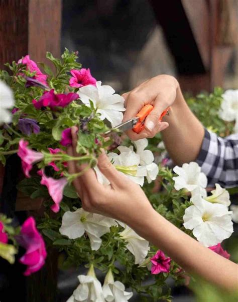 Schéma správnej starostlivosti o rezané kvety