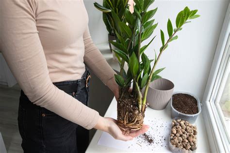 Schéma správneho a nesprávneho zalievania zamiokulkasu