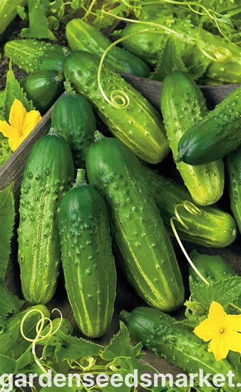 Čerstvé semená ponikleca