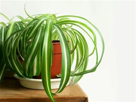 Zelenec (Chlorophytum comosum) - bezpečná rastlina do detskej izby
