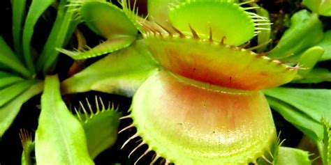 Rôzne druhy mäsožravých rastlín