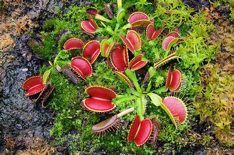 Mucholapka podivná s otvorenou pascou