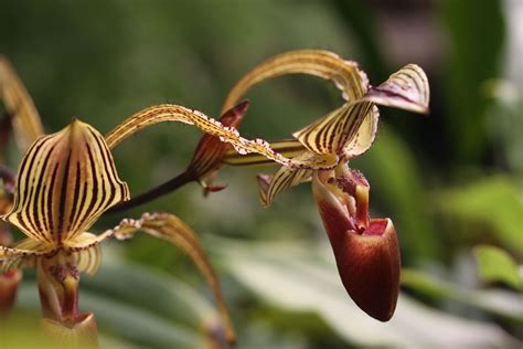 Detail kvetu orchidey rodu Paphiopedilum