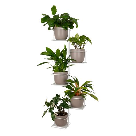 Príklady rastlín vhodných na nástenné police