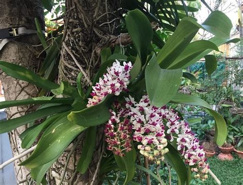 Orchidea rastúca na strome