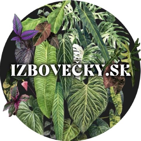 správne upevnenie orchideového výhonku