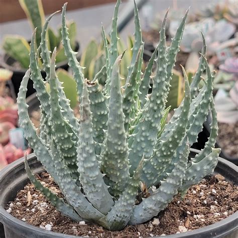 Aloe humilis rastlina