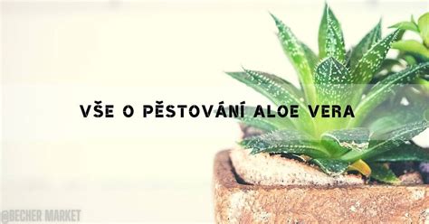 Oddelenie odnoží aloe