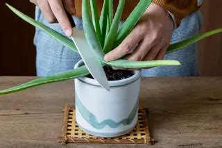 List aloe pripravený na zakorenenie
