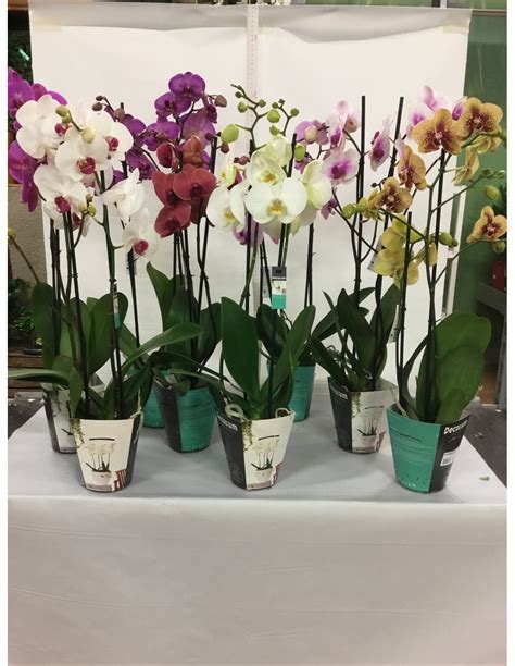 krásne kvitnúca orchidea phalaenopsis v interiéri