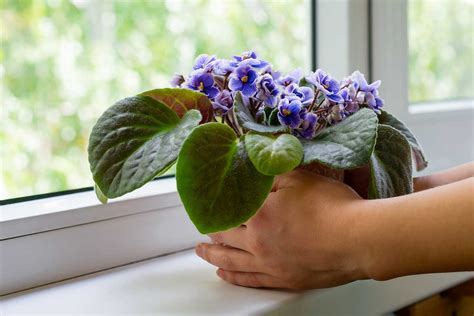 orchidea na okennom parapete s rozptýleným svetlom