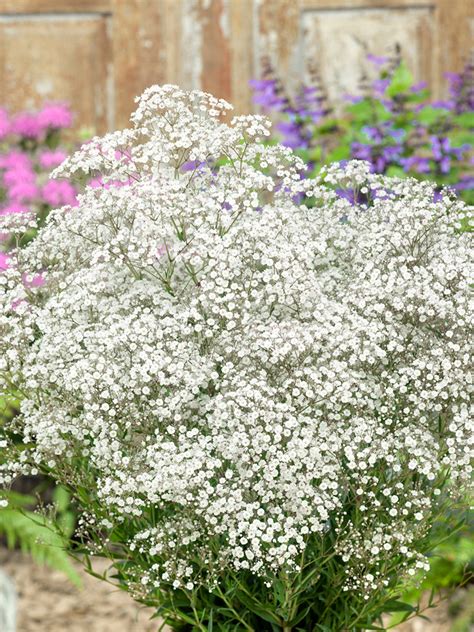 Interiérová dekorácia s gypsophilou