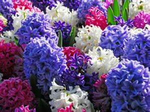 Kvitnúce hyacinty v rôznych farbách