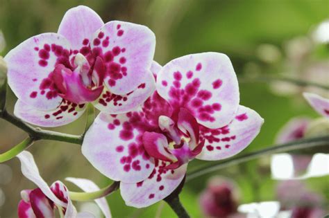 Botanická kresba orchidey