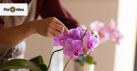 Ako správne strihať odkvitnutú stonku orchidey