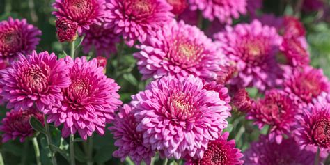 Japonská chryzantéma a sakura ako národné symboly