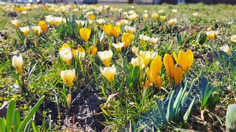 Jarné kvety v plnom rozkvete: Tulipány, Hyacinty a Narcisy