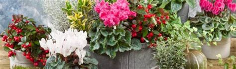 Zimné kvety: Ľalie, Šípky a Karafiáty