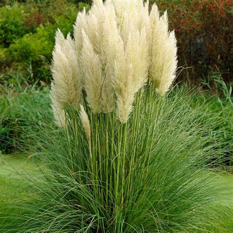 Pampová tráva Cortaderia selloana 'White Plum' v záhrade