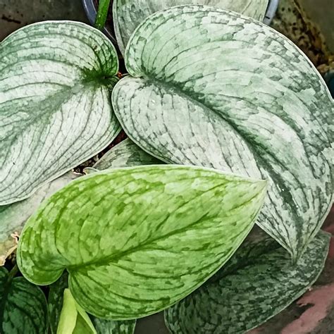 Rozdielne odrody Scindapsus