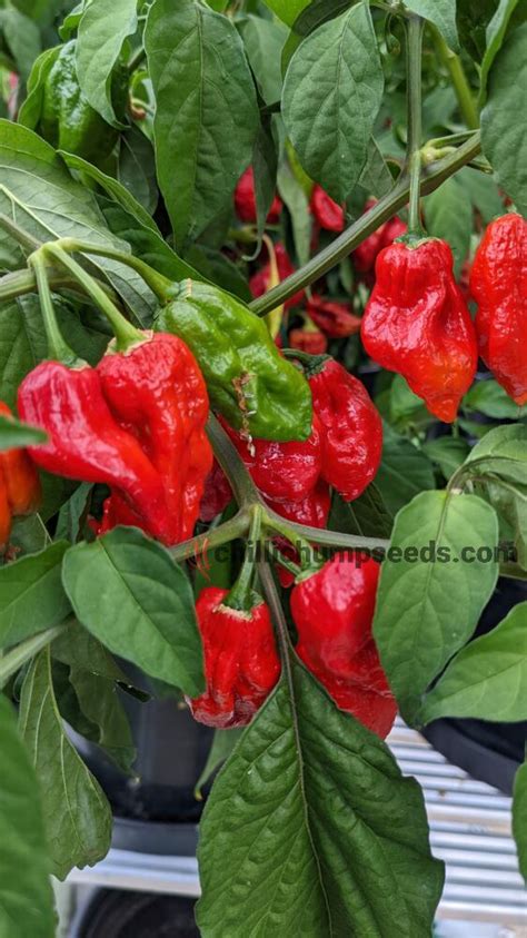 Zemepisná mapa Indie a Bangladéša s vyznačením regiónov pôvodu Naga Morich