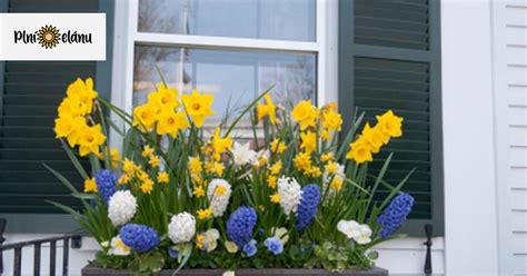 Kombinácia narcisov, tulipánov a hyacintov v črepníku