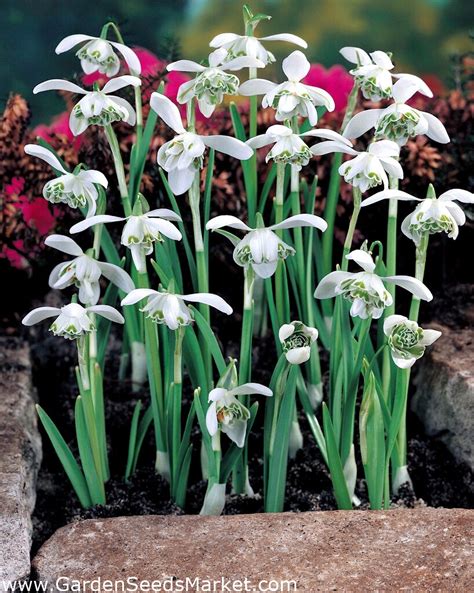 Detail rôznych jarných cibuľových kvetov v záhradníctve