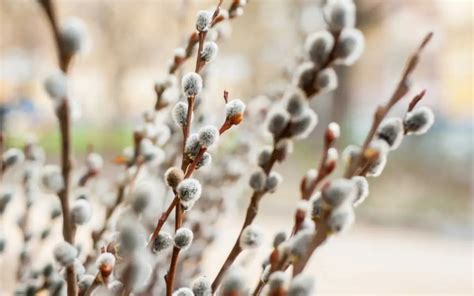 Veľkonočné symboly: vajíčka, bahniatka a jarné kvety