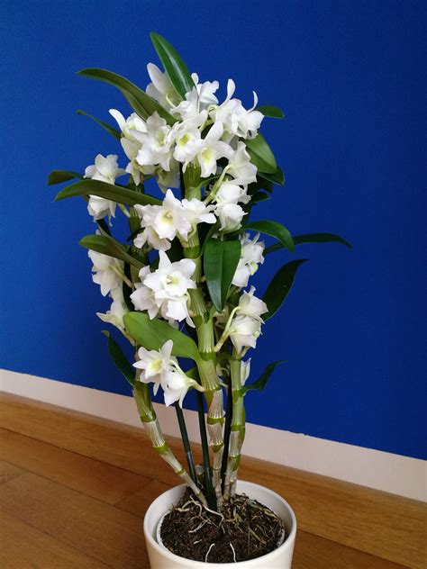 Kvitnúca bambusová orchidea Dendrobium Nobile