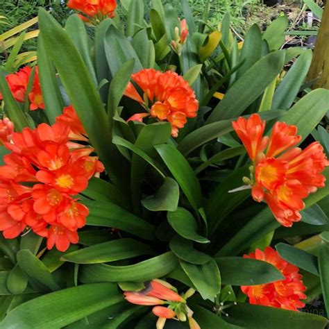 Kvitnúca rastlina Clivia miniata