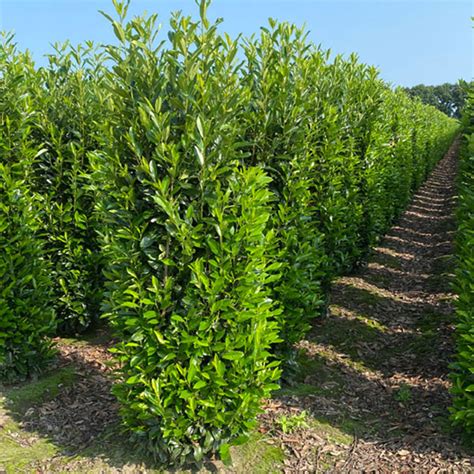 Vavrínovec lekársky - Prunus laurocerasus