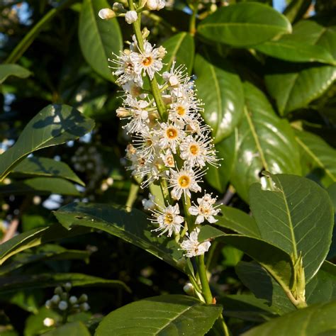 Kvety a plody Prunus laurocerasus